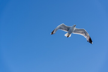 Obraz premium Single seagull flying freely against clear blue sky. Minimal nature scene symbolizing freedom, travel and open space. 