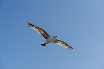 Obraz premium Single seagull flying freely against clear blue sky. Minimal nature scene symbolizing freedom, travel and open space. 