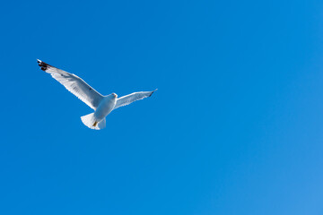 Obraz premium Single seagull flying freely against clear blue sky. Minimal nature scene symbolizing freedom, travel and open space. 