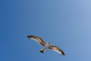 Obraz premium Single seagull flying freely against clear blue sky. Minimal nature scene symbolizing freedom, travel and open space. 