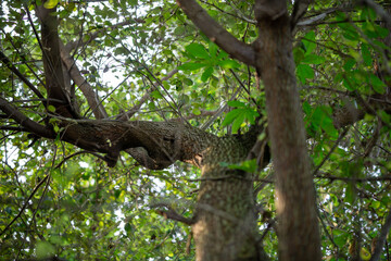 Obraz premium Low Angle View of Tree Branches and Trunk in Dense Green Forest