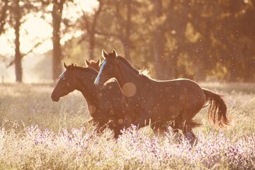 Fototapeta premium Three majestic brown horses galloping freely through a sunlit flower meadow with trees in the background during golden hour