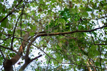 Fototapeta premium Dense Green Tree Canopy with Tangled Branches and Sunlight