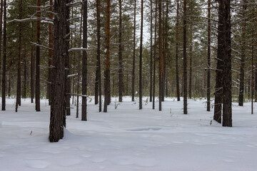 Fototapeta premium Pine-pleurocarpous moss forest. Winter. Yamalo-Nenets district. North-West Siberia. In this forest, natural gas comes out of ground everywhere. Oil also oozes along banks of rivers and their soils