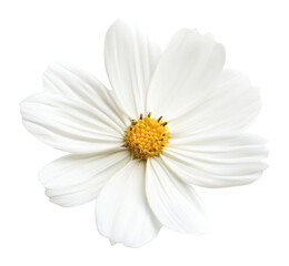 Fototapeta premium PNG A sigle white flower blossom asteraceae elegance.