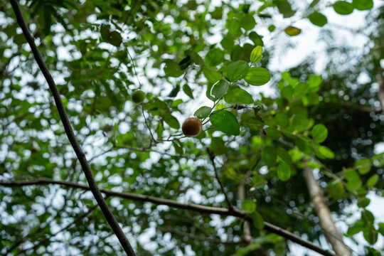 Small Green Bidara or Jujube Fruit Hanging on Tree Branch