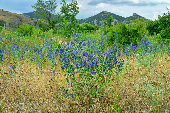 The common viper's bugloss (Echium vulgare) blooms on the outskirts of an abandoned vineyard. Foothills of the Crimean Mountains