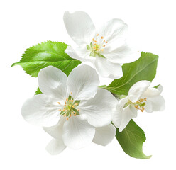 Naklejka premium PNG White apple blossom flowers blossoms leaves leaf.
