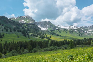 Vivid green view from grassy meadow to forest hills and high rock tops and peaks with snow under lush clouds in blue sky. Conifer trees and sharp rocky mountains with sheer crags in changeable weather