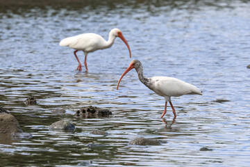 Obraz premium A pair of white ibis wading in the water