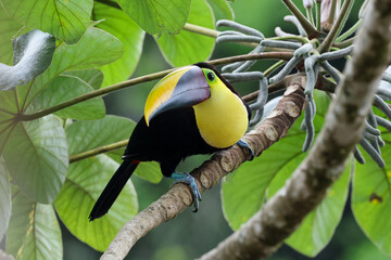 A chestnut mandibled toucan on a branch with green foliage