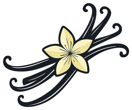 Elegant Vanilla Bean and Blossom Illustration with Curling Pods on White Background