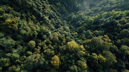 Lush green forest canopy with diverse trees and sunlight filtering through in an untouched nature area