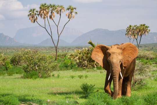 Bull elephant infront of Ololokwe