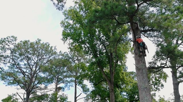 Aerial push-in on arborist climbing tree with ropes preparing to cut for professional tree removal