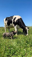 A picturesque moment in the countryside: a black and white Holstein cow gently grazes in a lush green meadow alongside a charming spotted piglet, all under a clear and vibrant blue sky, a scene of