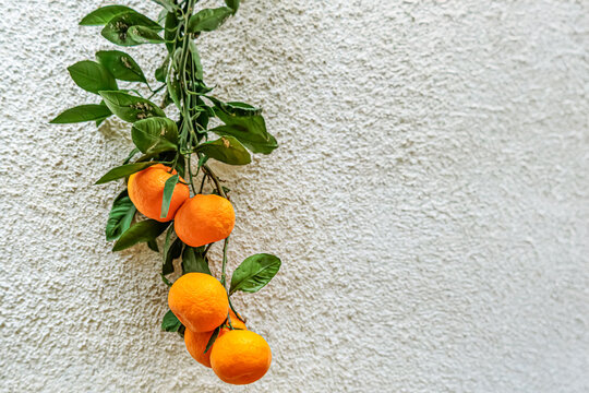Bright mandarins on a leafy branch stand out against a rough wall in Georgia. A warm and rustic winter scene filled with natural light and seasonal freshness