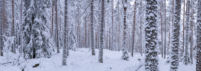 Dense forest of pine trees covered in snow. The ground is blanketed by a thick layer of snow. The...