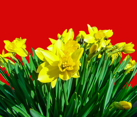Yellow daffodils on a red background.