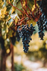 Obraz premium A cluster of dark blue grapes hanging from a vine in a vineyard. Concept Grapes on a vine, Vineyard scenery, Dark blue grapes, Fruit cluster photography, Agricultural landscape