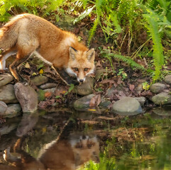 Fototapeta premium Red Fox Soft Reflection in Water as He pauses to Take a Drink 