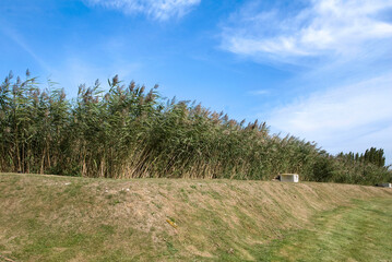Fototapeta premium Typha latifolia, roseau, Massette, Station biologique des eaux usées , Honfleur, 14, Calvados, France