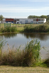 Typha latifolia, roseau, Massette, Station biologique des eaux us&eacute;es , Honfleur, 14, Calvados, France