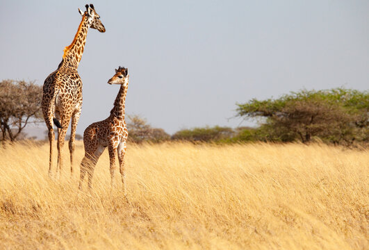 Maasai Giraffe Chyulu Hills