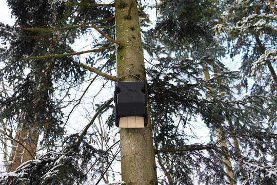 A bat box hangs in a tree in the forest.