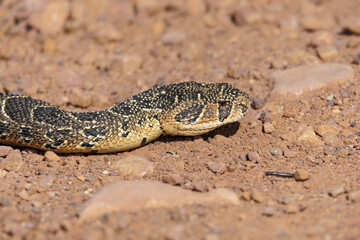 Fototapeta premium A Puff Adder slithers across a dirt road near Greyton.
