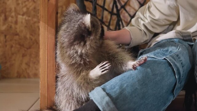 white boy petting raccoon indoors, soft light, wooden backdrop, denim jeans and black sneaker, raccoon nuzzling leg, gentle stroking, cozy home setting, caretaker role evoked, close emotional bond,