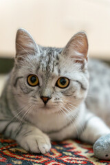 Cute British cat sits near his toys