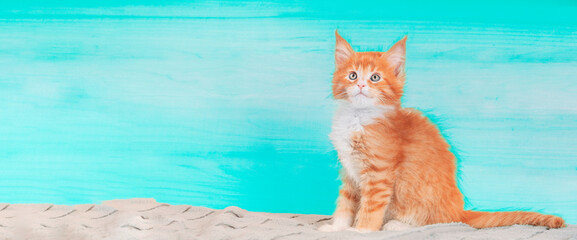 Cat Copy Space Background In Light Blue Color Colour. Young Red Maine Coon Kitten Cat Sitting On...