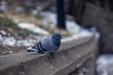 pigeon sitting on a stone
