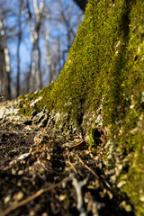 Obraz premium Mossy tree trunk in autumn forest 