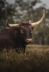 Texas Longhorn Cattle Portrait with Massive Curved Horns