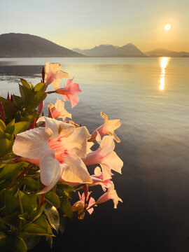 pink flowers on the lakeside of Feriolo at first light