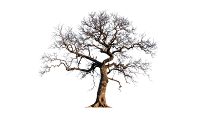  Dead Tree Silhouette with Exposed Branches, White Background Cutout