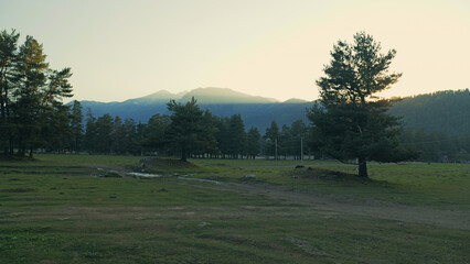 Serene mountain landscape with pine forest and grassy meadow at sunrise.