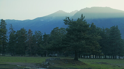 Obraz premium Misty mountain range over a tranquil pine forest and green valley at dawn or dusk