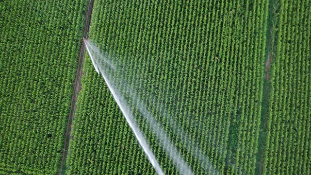 AERIAL � Irrigation of a cornfield. Water waste on corn monoculture in France in summer.
