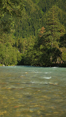 Serene mountain river flowing through a dense evergreen forest landscape on a sunny day
