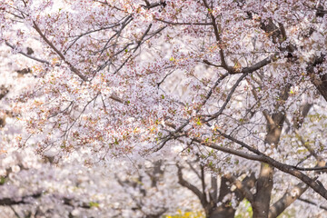 Cherry Blossoms in spring with Soft focus, at Yeongdeungpo Yeouido Spring Flower Festival in Seoul, South Korea