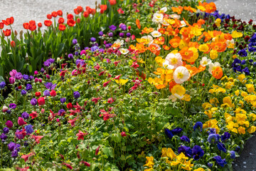 Colorful Flowers in the garden