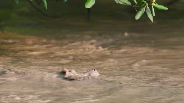 The uniqueness of the mudskipper fish lies in its ability to live in water and on land (amphibian), breathe through modified skin and gills, and use its strong pectoral fins like legs to walk.