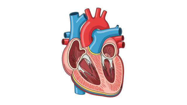 Diagram of a healthy human heart with chambers and major vessels.
