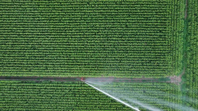 Water wasting with a sprinkler machine, Corn monoculture in France in summer.