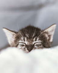 Kociak © Fotkinatki