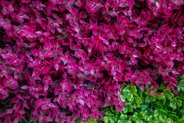 "Colorful Natural Flower Wall Background &ndash; Vibrant Decorative Floral Installation with Fresh Multicolor Blooms, Lush Petals, and Artistic Texture for Events, Beauty Branding, Interior Decor, and Lifes