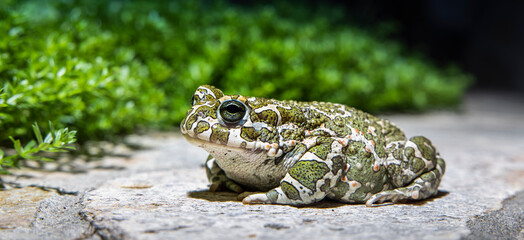 Obraz premium Wechselkröte Bufo viridis auf einem Stein